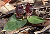 Anzybas unguiculatus - Small Helmet Orchid.jpg